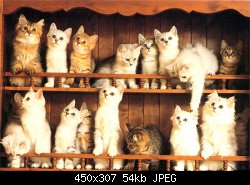 Нажмите на изображение для увеличения
Название: много кошек!.jpg
Просмотров: 415
Размер:	54.1 Кб
ID:	321