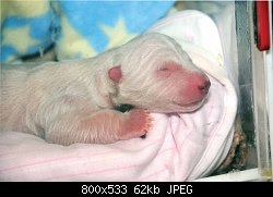 Нажмите на изображение для увеличения
Название: polar-bear-baby.jpg
Просмотров: 725
Размер:	61.5 Кб
ID:	69532