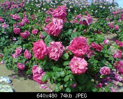 Нажмите на изображение для увеличения
Название: roses3-small.jpg
Просмотров: 328
Размер:	74.5 Кб
ID:	13122