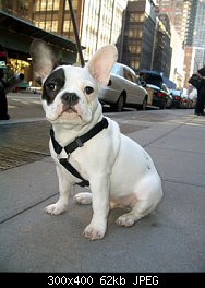 Нажмите на изображение для увеличения
Название: finneganfrenchbulldog1.jpg
Просмотров: 390
Размер:	61.6 Кб
ID:	52983