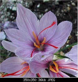 Нажмите на изображение для увеличения
Название: saffron crocus.jpg
Просмотров: 267
Размер:	35.7 Кб
ID:	25320