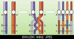 Нажмите на изображение для увеличения
Название: recombination_affects_accumulation_of_mutations_in_humans_1_600.jpg
Просмотров: 142
Размер:	43.7 Кб
ID:	76639