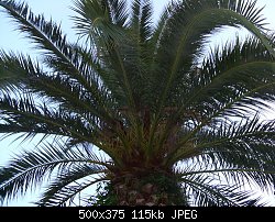 Нажмите на изображение для увеличения
Название: пальма.jpg
Просмотров: 366
Размер:	114.8 Кб
ID:	61755