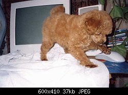 Нажмите на изображение для увеличения
Название: poodle2-1.jpg
Просмотров: 982
Размер:	36.8 Кб
ID:	34874