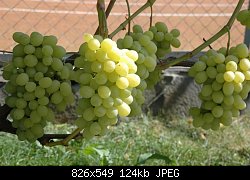 Нажмите на изображение для увеличения
Название: виноград-1.jpg
Просмотров: 436
Размер:	124.2 Кб
ID:	55878