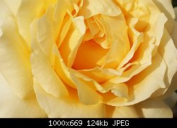 Нажмите на изображение для увеличения
Название: роза.jpg
Просмотров: 305
Размер:	124.4 Кб
ID:	32497