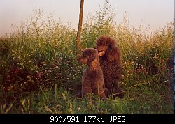 Нажмите на изображение для увеличения
Название: пудель3.jpg
Просмотров: 1942
Размер:	176.8 Кб
ID:	5643