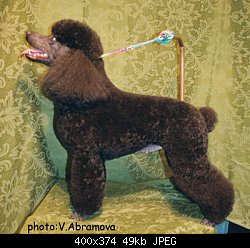 Нажмите на изображение для увеличения
Название: poodle alfa after[1].jpg
Просмотров: 418
Размер:	49.3 Кб
ID:	44895