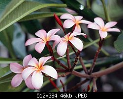 Нажмите на изображение для увеличения
Название: frangipani flowers см.jpg
Просмотров: 277
Размер:	46.1 Кб
ID:	45246