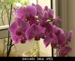 Нажмите на изображение для увеличения
Название: orchidea1.jpg
Просмотров: 427
Размер:	34.3 Кб
ID:	4853