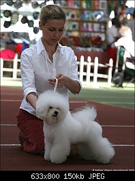 Нажмите на изображение для увеличения
Название: bichon_4533.jpg
Просмотров: 215
Размер:	150.1 Кб
ID:	56138