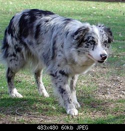 Нажмите на изображение для увеличения
Название: australian shepherd-s.jpg
Просмотров: 608
Размер:	59.8 Кб
ID:	13737