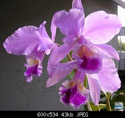 Нажмите на изображение для увеличения
Название: орхидея.jpg
Просмотров: 416
Размер:	42.7 Кб
ID:	4851