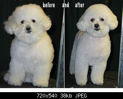 Нажмите на изображение для увеличения
Название: bichon_after_before.jpg
Просмотров: 7204
Размер:	37.6 Кб
ID:	10524