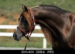 Нажмите на изображение для увеличения
Название: rlad-horses-00 (32).jpg
Просмотров: 342
Размер:	267.6 Кб
ID:	44124