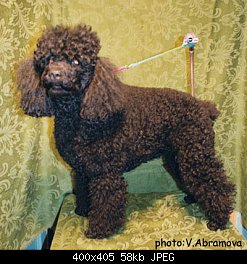 Нажмите на изображение для увеличения
Название: poodle alfa before.jpg
Просмотров: 1399
Размер:	58.3 Кб
ID:	12851