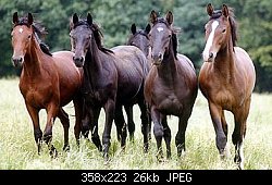 Нажмите на изображение для увеличения
Название: pferde.jpg
Просмотров: 565
Размер:	26.0 Кб
ID:	9783