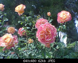 Нажмите на изображение для увеличения
Название: roses4-small.jpg
Просмотров: 488
Размер:	62.0 Кб
ID:	11798
