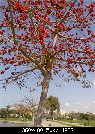 Нажмите на изображение для увеличения
Название: red blossom.jpg
Просмотров: 228
Размер:	49.9 Кб
ID:	43698