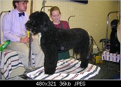 Нажмите на изображение для увеличения
Название: portuguese water dog.jpg
Просмотров: 373
Размер:	36.1 Кб
ID:	6528