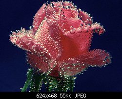 Нажмите на изображение для увеличения
Название: роза с росой.jpg
Просмотров: 253
Размер:	54.9 Кб
ID:	24669