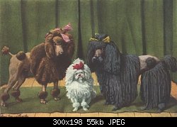 Нажмите на изображение для увеличения
Название: thm_curlytoyandcordedpoodles.jpg
Просмотров: 672
Размер:	55.5 Кб
ID:	21161