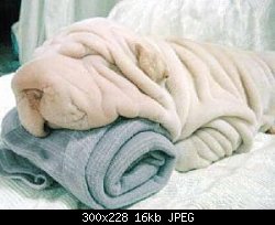 Нажмите на изображение для увеличения
Название: need_towel.jpg
Просмотров: 1159
Размер:	15.7 Кб
ID:	7092