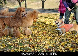 Нажмите на изображение для увеличения
Название: 2013-12-07-Kasuga-Park-(23)-1024.jpg
Просмотров: 174
Размер:	227.7 Кб
ID:	71836