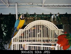 Нажмите на изображение для увеличения
Название: parrots.jpg
Просмотров: 415
Размер:	91.9 Кб
ID:	1623