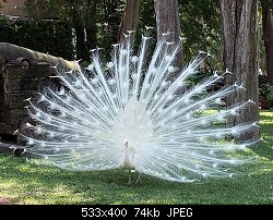 Нажмите на изображение для увеличения
Название: albino peacock-s.jpg
Просмотров: 183
Размер:	74.1 Кб
ID:	17310