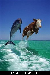 Нажмите на изображение для увеличения
Название: корова и дельфин.jpg
Просмотров: 877
Размер:	36.1 Кб
ID:	276