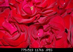 Нажмите на изображение для увеличения
Название: розы.jpg
Просмотров: 260
Размер:	117.2 Кб
ID:	58426