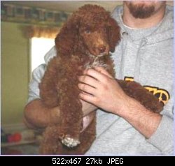 Нажмите на изображение для увеличения
Название: Red_w brown nose__Lowpoodle_kennel.JPG
Просмотров: 231
Размер:	26.8 Кб
ID:	73784