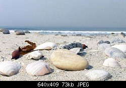 Нажмите на изображение для увеличения
Название: sw3-2007-10-usa-dm beach-sand and stone 338.jpg
Просмотров: 592
Размер:	73.1 Кб
ID:	42979