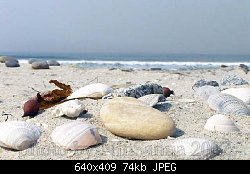 Нажмите на изображение для увеличения
Название: sw3-2007-10-usa-dm -beach-sand and stone 338.jpg
Просмотров: 562
Размер:	73.6 Кб
ID:	42981