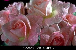 Нажмите на изображение для увеличения
Название: roses.jpg
Просмотров: 207
Размер:	20.1 Кб
ID:	40447